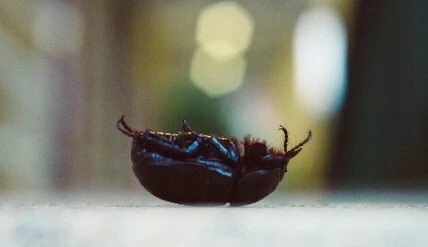 Flipping the bug