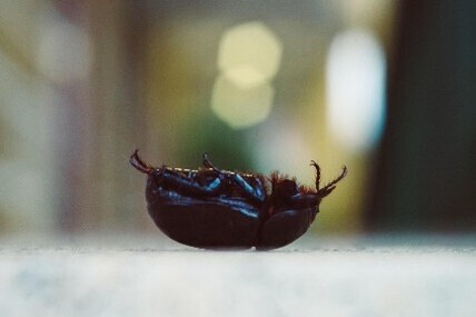 Flipping the bug